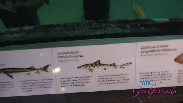 Preview of ATKGirlfriends Summer Renee Norcal 5 XXX